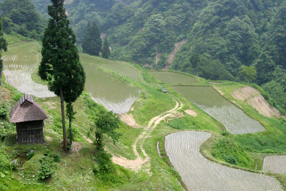 留守原の棚田